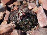 Echinofossulocactus_phyllacanthus_GM_1622.5.jpg